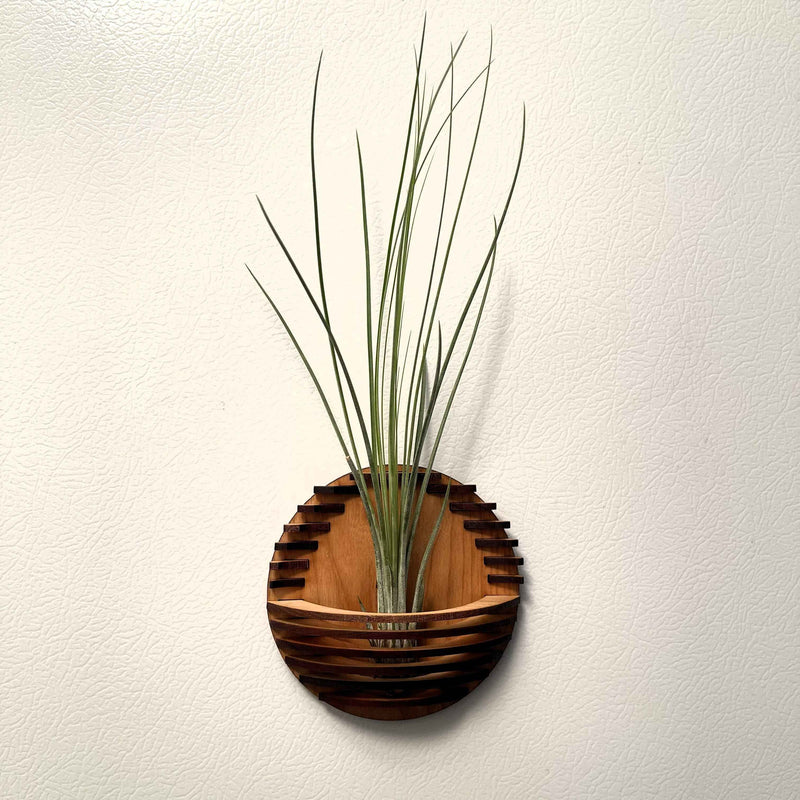 Magnetic Air Plant Nest