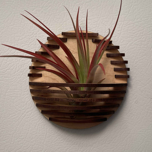 Magnetic Air Plant Nest