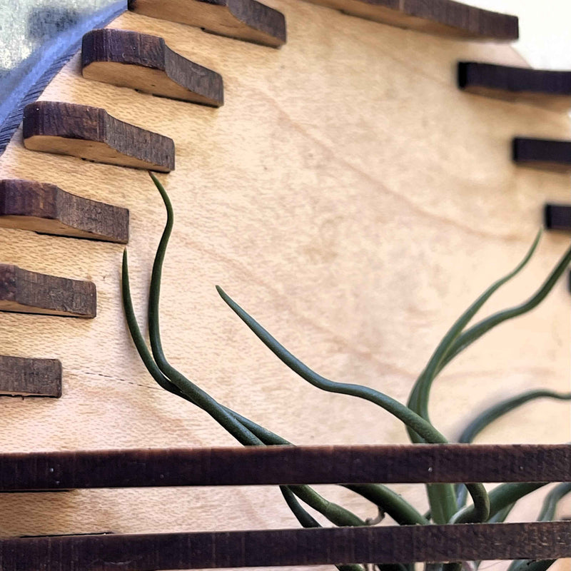 Magnetic Air Plant Nest